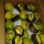 Первоклассный лимон оптом из Египта! в Белоруссии (в Беларуси)