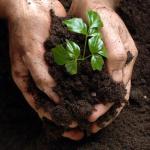 Компания «БиоГрунт» занимается оптовой продажей растительных удобрений  в Москве