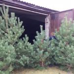 Новогодние живые елки сосны оптом в Кузнецке