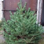Новогодние живые елки сосны оптом в Кузнецке