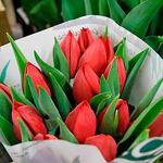 Продам голландские тюльпаны напрямую от теплицы. Цветы оптом в Братске.