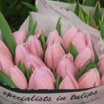 Продам голландские тюльпаны напрямую от теплицы в Братске