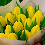Продам голландские тюльпаны напрямую от теплицы в Братске